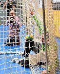 04.10.2016, Krems, Handball, Handball Liga Austria, HLA, GD, UHK Krems, HC Hard,<br>DOKNIC Golub<br><br><br>Copyright / www. sportfotos. at<br>Missongasse 21<br>A - 3500 Krems<br>zierlinger@sportfotos.at<br>www.sportfotos.at<br>Kremser Bank <br>BIC SPKDAT21XXX<br>IBAN AT392022800704000918