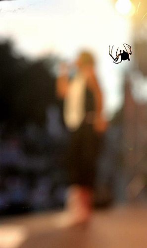 4814_Alfinito_Spinne